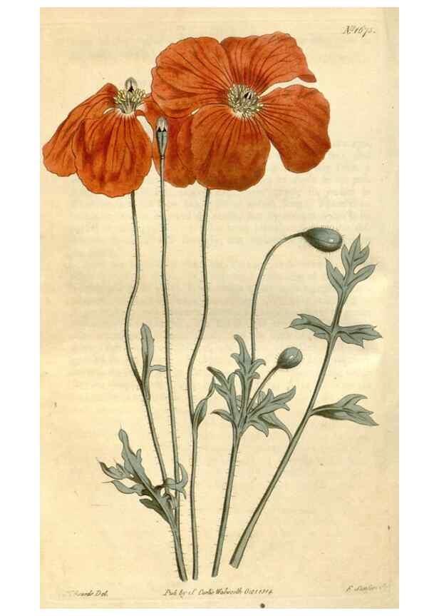 Reproducción/Reproduction 34377517073: Curtis's botanical magazine.. London ; New York [etc.] :Academic Press [etc.]