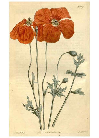 Reproducción/Reproduction 34377517073: Curtis's botanical magazine.. London ; New York [etc.] :Academic Press [etc.]
