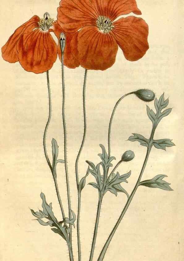 Reproducción/Reproduction 34377517073: Curtis's botanical magazine.. London ; New York [etc.] :Academic Press [etc.]
