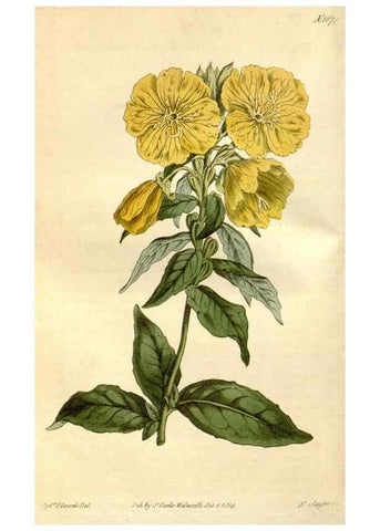 Reproducción/Reproduction 34377513953: Curtis's botanical magazine.. London ; New York [etc.] :Academic Press [etc.]