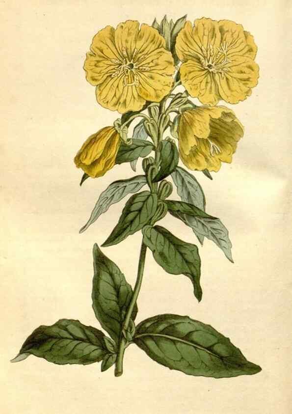 Reproducción/Reproduction 34377513953: Curtis's botanical magazine.. London ; New York [etc.] :Academic Press [etc.]