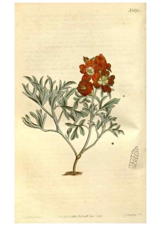 Reproducción/Reproduction 34377511023: Curtis's botanical magazine.. London ; New York [etc.] :Academic Press [etc.]