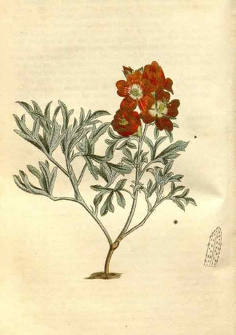 Reproducción/Reproduction 34377511023: Curtis's botanical magazine.. London ; New York [etc.] :Academic Press [etc.]