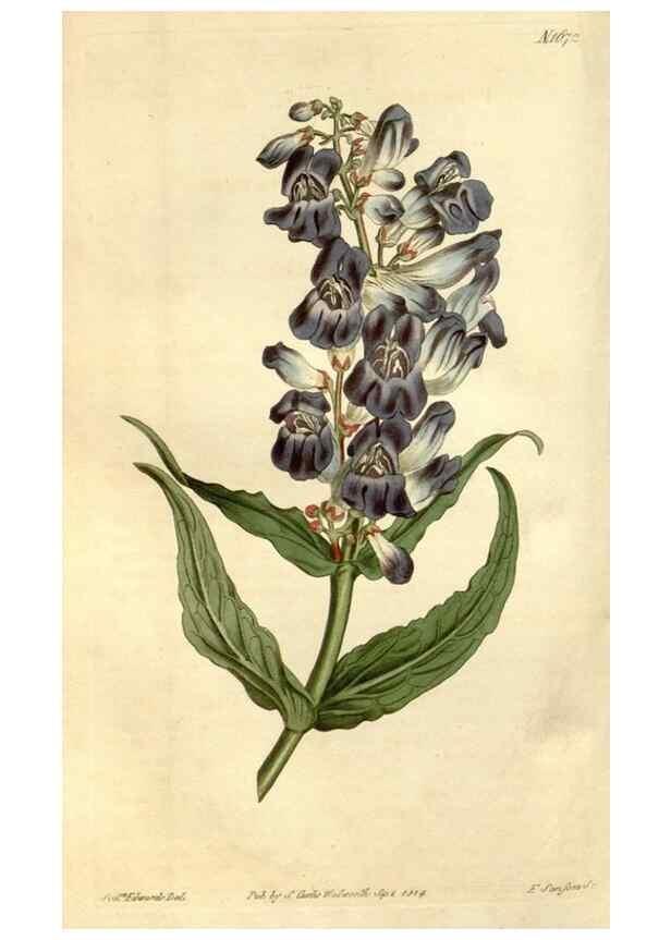 Reproducción/Reproduction 34377508053: Curtis's botanical magazine.. London ; New York [etc.] :Academic Press [etc.]