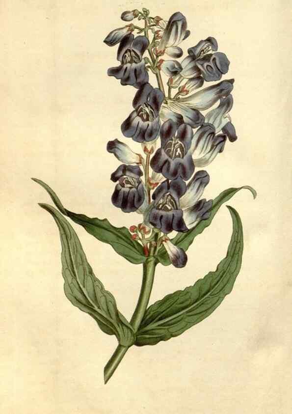 Reproducción/Reproduction 34377508053: Curtis's botanical magazine.. London ; New York [etc.] :Academic Press [etc.]