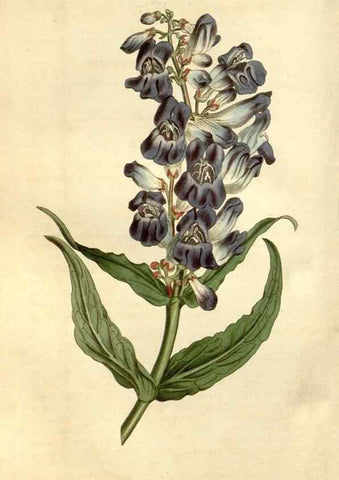 Reproducción/Reproduction 34377508053: Curtis's botanical magazine.. London ; New York [etc.] :Academic Press [etc.]