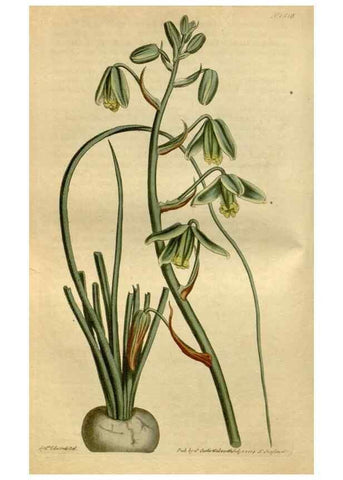 Reproducción/Reproduction 35021898862: Curtis's botanical magazine.. London ; New York [etc.] :Academic Press [etc.]