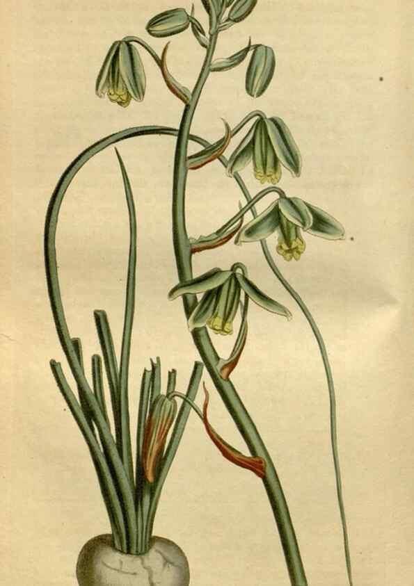 Reproducción/Reproduction 35021898862: Curtis's botanical magazine.. London ; New York [etc.] :Academic Press [etc.]