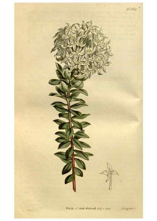 Reproducción/Reproduction 34342311984: Curtis's botanical magazine.. London ; New York [etc.] :Academic Press [etc.]