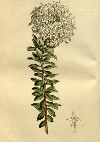 Reproducción/Reproduction 34342311984: Curtis's botanical magazine.. London ; New York [etc.] :Academic Press [etc.]
