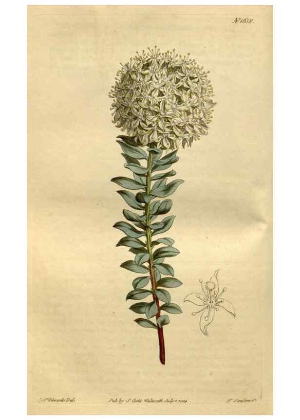 Reproducción/Reproduction 34342314914: Curtis's botanical magazine.. London ; New York [etc.] :Academic Press [etc.]