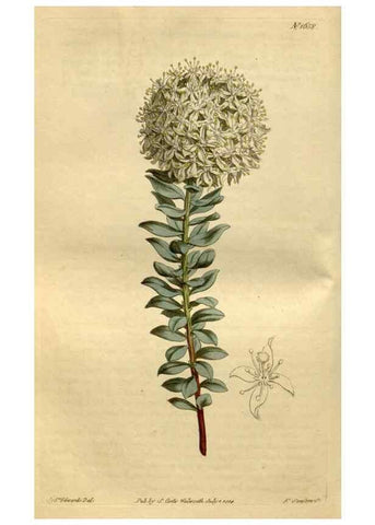 Reproducción/Reproduction 34342314914: Curtis's botanical magazine.. London ; New York [etc.] :Academic Press [etc.]