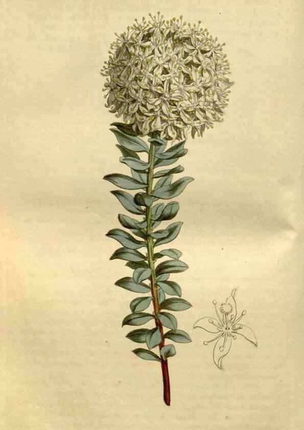 Reproducción/Reproduction 34342314914: Curtis's botanical magazine.. London ; New York [etc.] :Academic Press [etc.]