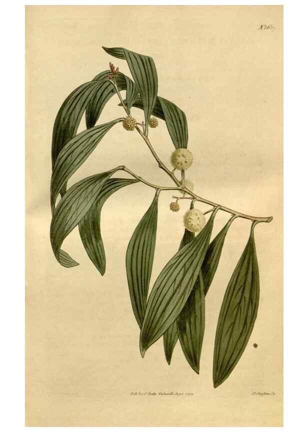 Reproducción/Reproduction 34342317214: Curtis's botanical magazine.. London ; New York [etc.] :Academic Press [etc.]