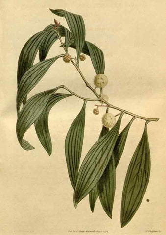 Reproducción/Reproduction 34342317214: Curtis's botanical magazine.. London ; New York [etc.] :Academic Press [etc.]