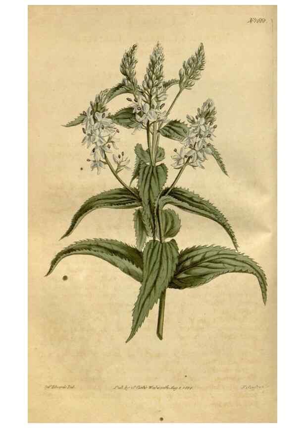 Reproducción/Reproduction 35021905262: Curtis's botanical magazine.. London ; New York [etc.] :Academic Press [etc.]
