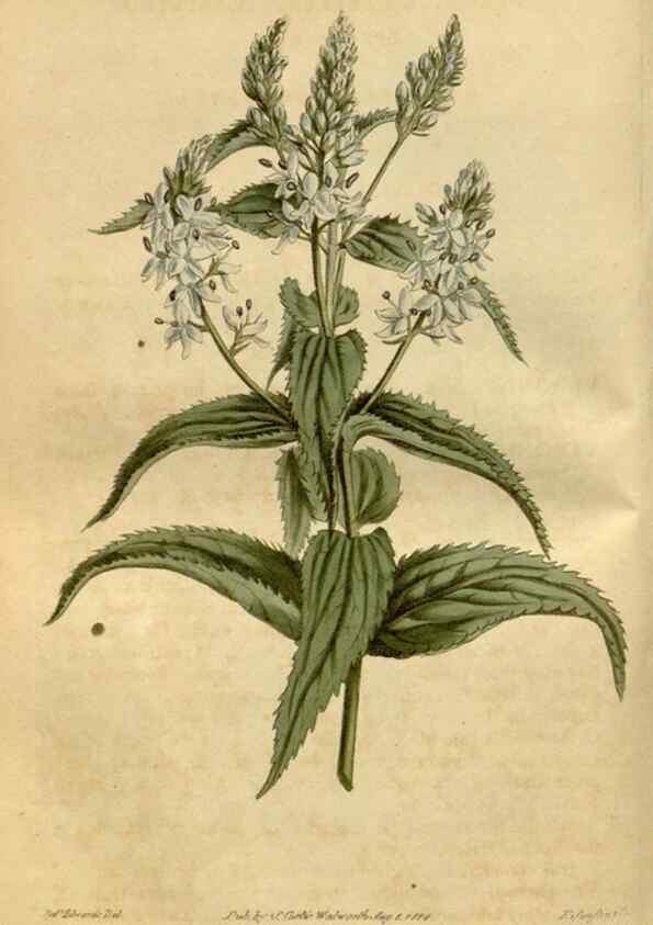 Reproducción/Reproduction 35021905262: Curtis's botanical magazine.. London ; New York [etc.] :Academic Press [etc.]