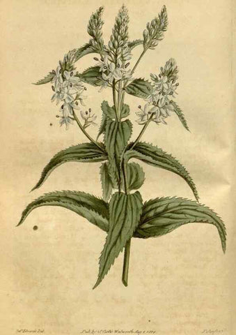 Reproducción/Reproduction 35021905262: Curtis's botanical magazine.. London ; New York [etc.] :Academic Press [etc.]