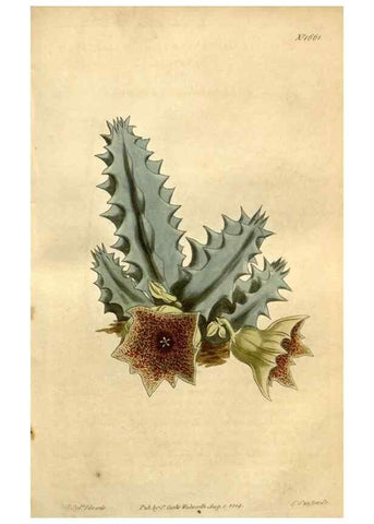 Reproducción/Reproduction 35021906762: Curtis's botanical magazine.. London ; New York [etc.] :Academic Press [etc.]