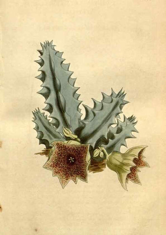 Reproducción/Reproduction 35021906762: Curtis's botanical magazine.. London ; New York [etc.] :Academic Press [etc.]