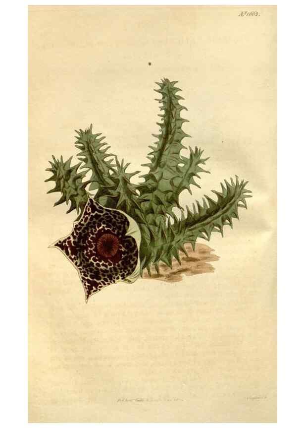 Reproducción/Reproduction 34377488153: Curtis's botanical magazine.. London ; New York [etc.] :Academic Press [etc.]