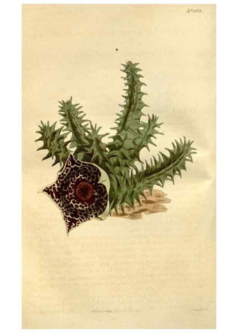 Reproducción/Reproduction 34377488153: Curtis's botanical magazine.. London ; New York [etc.] :Academic Press [etc.]