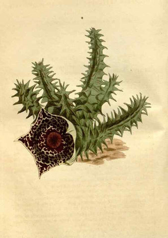 Reproducción/Reproduction 34377488153: Curtis's botanical magazine.. London ; New York [etc.] :Academic Press [etc.]