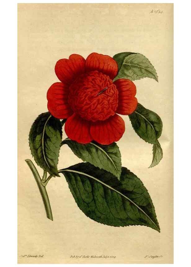 Reproducción/Reproduction 35187069585: Curtis's botanical magazine.. London ; New York [etc.] :Academic Press [etc.]