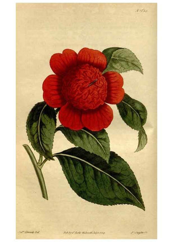 Reproducción/Reproduction 35187069585: Curtis's botanical magazine.. London ; New York [etc.] :Academic Press [etc.]