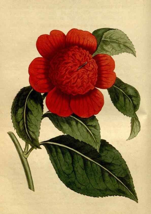 Reproducción/Reproduction 35187069585: Curtis's botanical magazine.. London ; New York [etc.] :Academic Press [etc.]