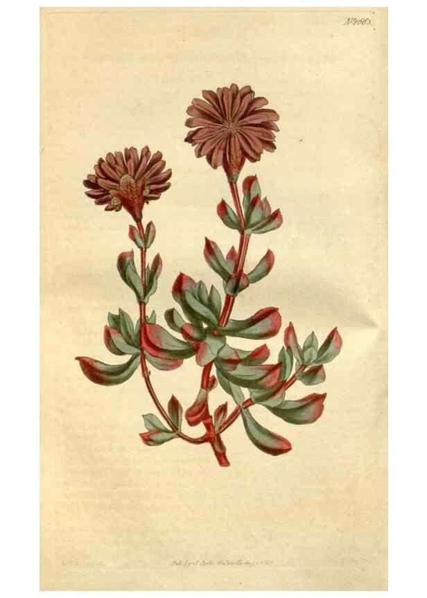 Reproducción/Reproduction 35146848066: Curtis's botanical magazine.. London ; New York [etc.] :Academic Press [etc.]