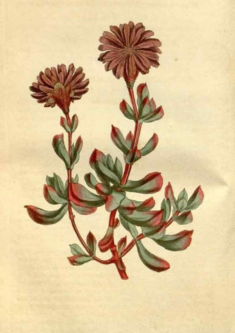 Reproducción/Reproduction 35146848066: Curtis's botanical magazine.. London ; New York [etc.] :Academic Press [etc.]