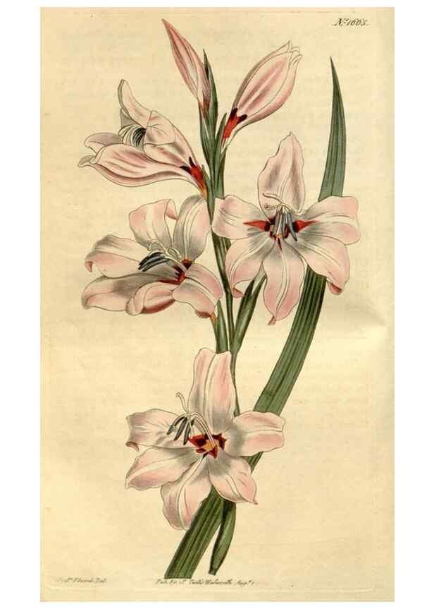 Reproducción/Reproduction 34377492563: Curtis's botanical magazine.. London ; New York [etc.] :Academic Press [etc.]