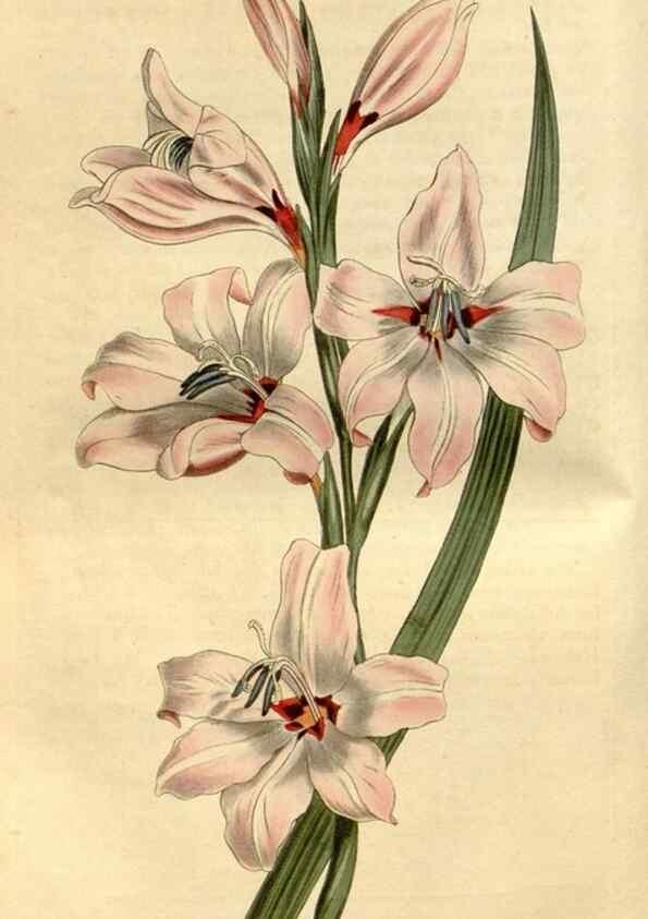Reproducción/Reproduction 34377492563: Curtis's botanical magazine.. London ; New York [etc.] :Academic Press [etc.]