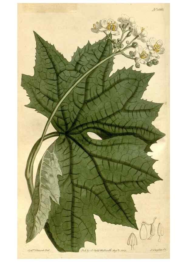 Reproducción/Reproduction 34377494153: Curtis's botanical magazine.. London ; New York [etc.] :Academic Press [etc.]