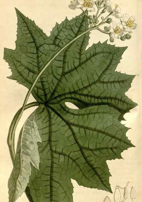 Reproducción/Reproduction 34377494153: Curtis's botanical magazine.. London ; New York [etc.] :Academic Press [etc.]