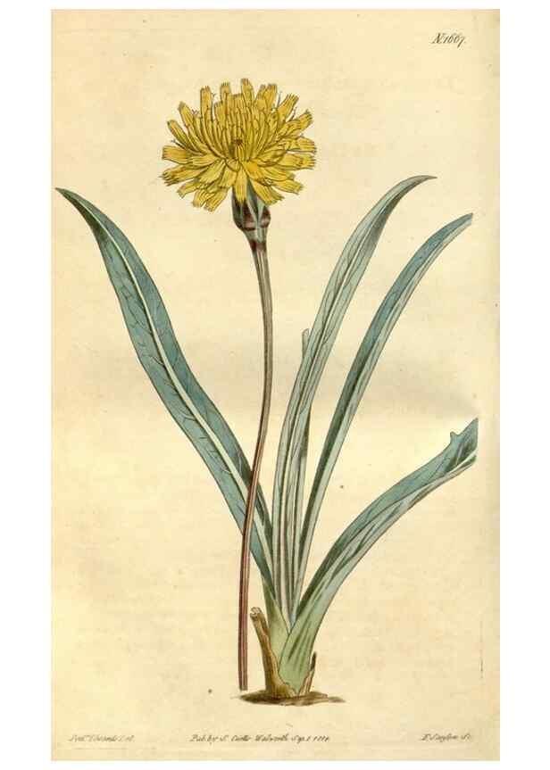 Reproducción/Reproduction 35146861906: Curtis's botanical magazine.. London ; New York [etc.] :Academic Press [etc.]