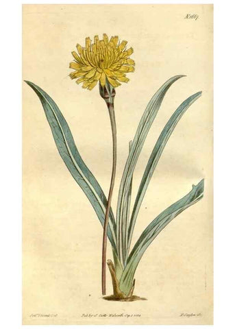 Reproducción/Reproduction 35146861906: Curtis's botanical magazine.. London ; New York [etc.] :Academic Press [etc.]