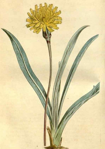 Reproducción/Reproduction 35146861906: Curtis's botanical magazine.. London ; New York [etc.] :Academic Press [etc.]