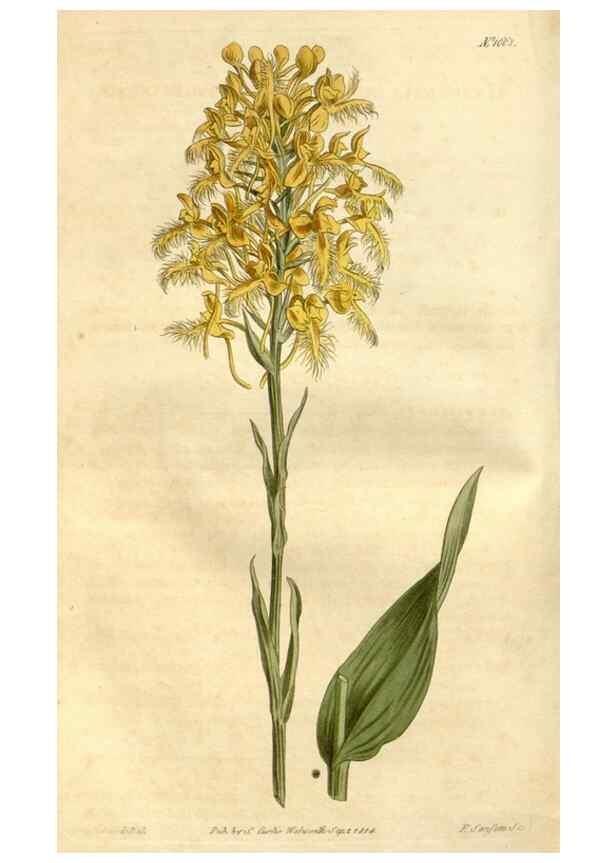 Reproducción/Reproduction 35146864776: Curtis's botanical magazine.. London ; New York [etc.] :Academic Press [etc.]