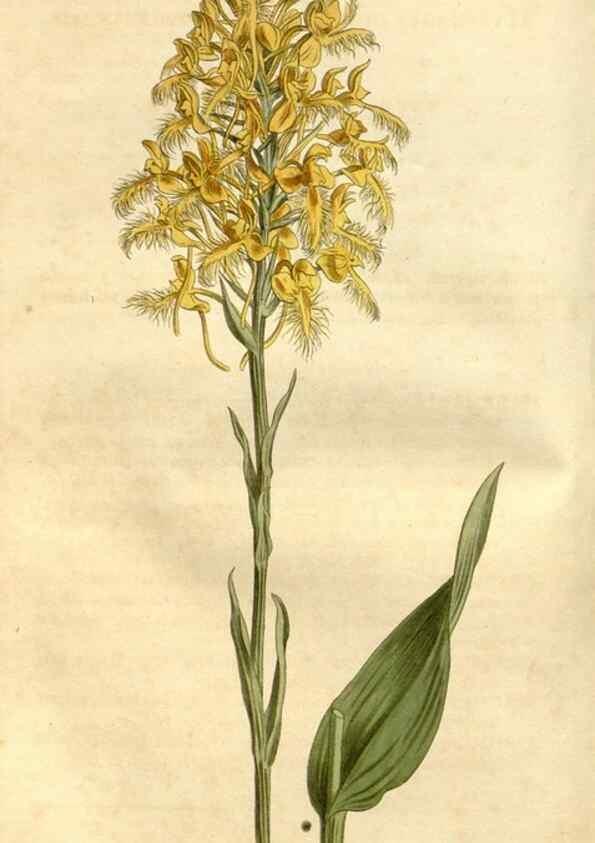 Reproducción/Reproduction 35146864776: Curtis's botanical magazine.. London ; New York [etc.] :Academic Press [etc.]