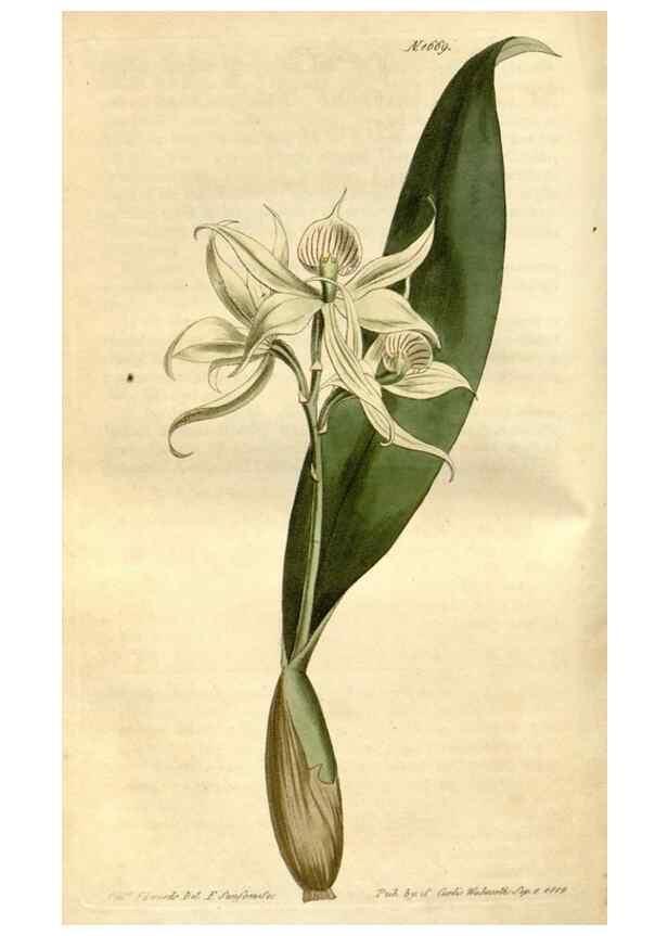 Reproducción/Reproduction 35146867266: Curtis's botanical magazine.. London ; New York [etc.] :Academic Press [etc.]