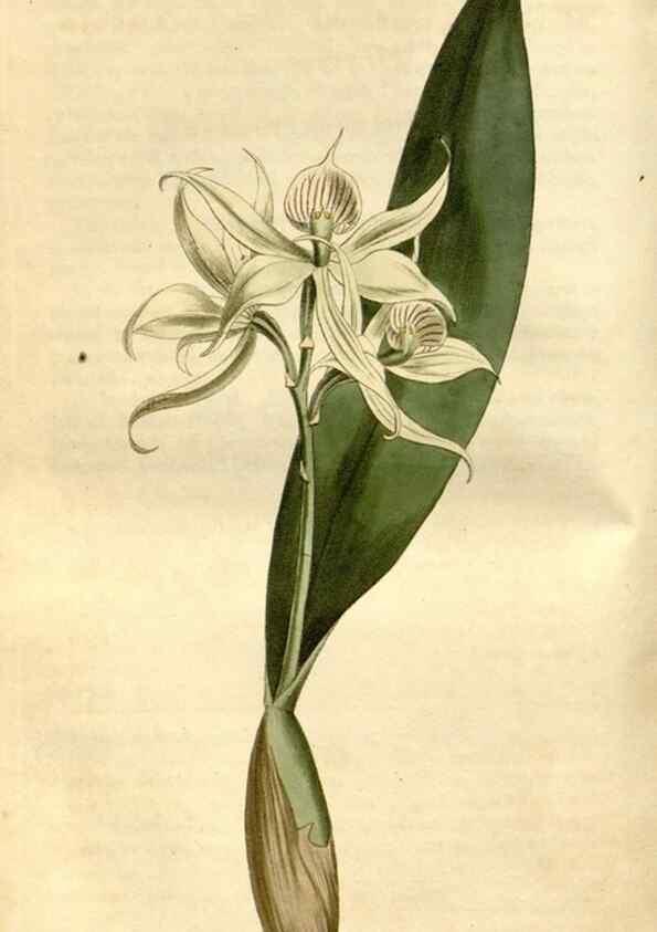 Reproducción/Reproduction 35146867266: Curtis's botanical magazine.. London ; New York [etc.] :Academic Press [etc.]