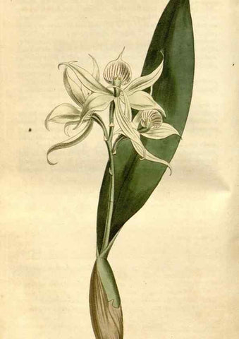 Reproducción/Reproduction 35146867266: Curtis's botanical magazine.. London ; New York [etc.] :Academic Press [etc.]