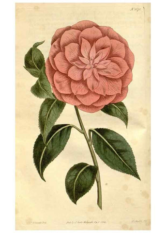 Reproducción/Reproduction 35056493361: Curtis's botanical magazine.. London ; New York [etc.] :Academic Press [etc.]