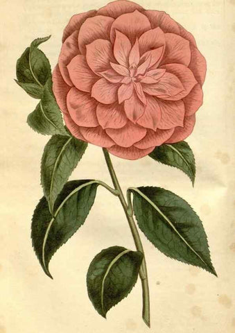 Reproducción/Reproduction 35056493361: Curtis's botanical magazine.. London ; New York [etc.] :Academic Press [etc.]