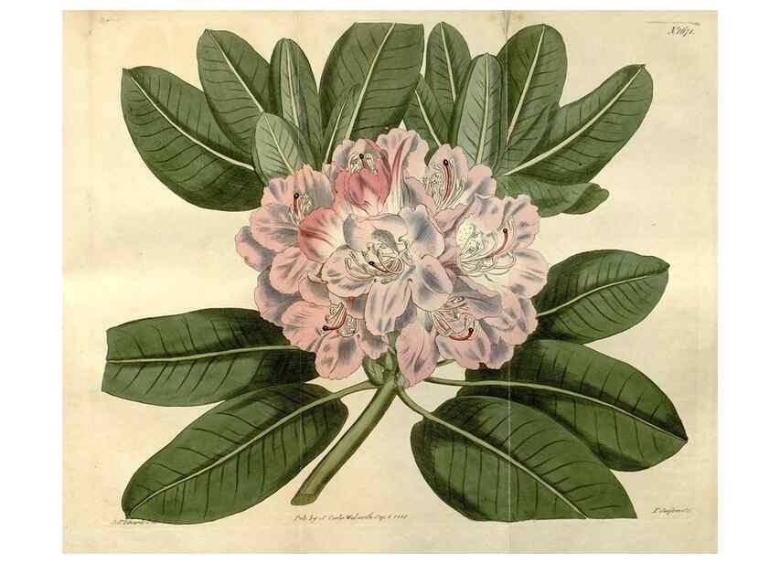 Reproducción/Reproduction 35146872196: Curtis's botanical magazine.. London ; New York [etc.] :Academic Press [etc.]