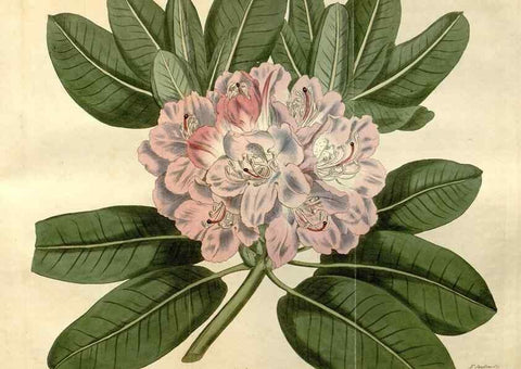 Reproducción/Reproduction 35146872196: Curtis's botanical magazine.. London ; New York [etc.] :Academic Press [etc.]