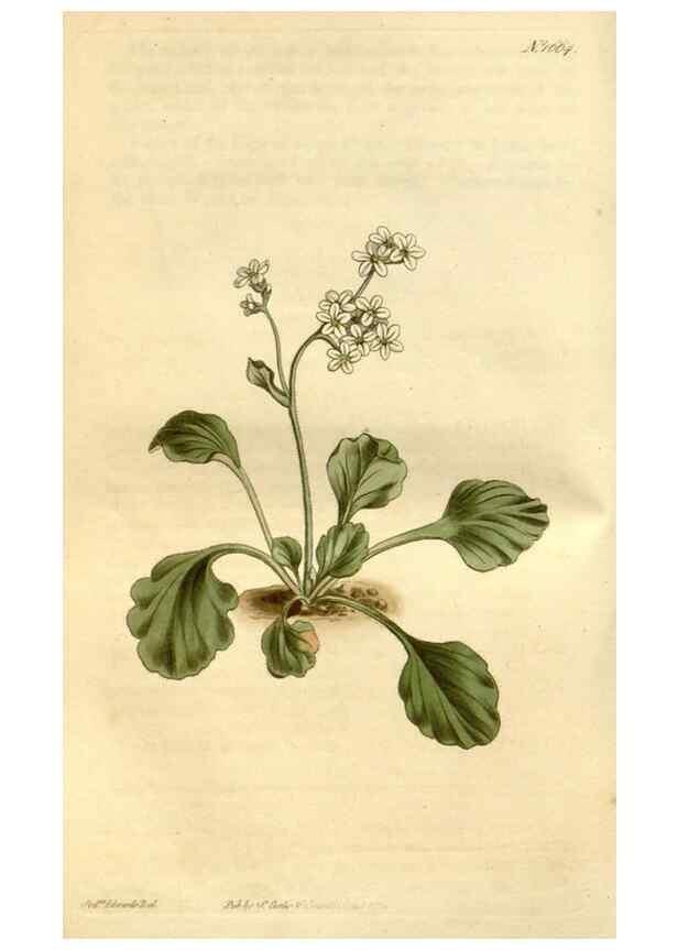 Reproducción/Reproduction 34377491023: Curtis's botanical magazine.. London ; New York [etc.] :Academic Press [etc.]