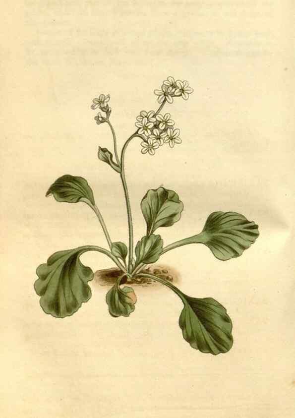 Reproducción/Reproduction 34377491023: Curtis's botanical magazine.. London ; New York [etc.] :Academic Press [etc.]
